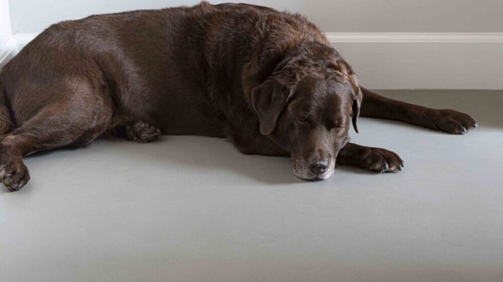 Hond op gietvloer